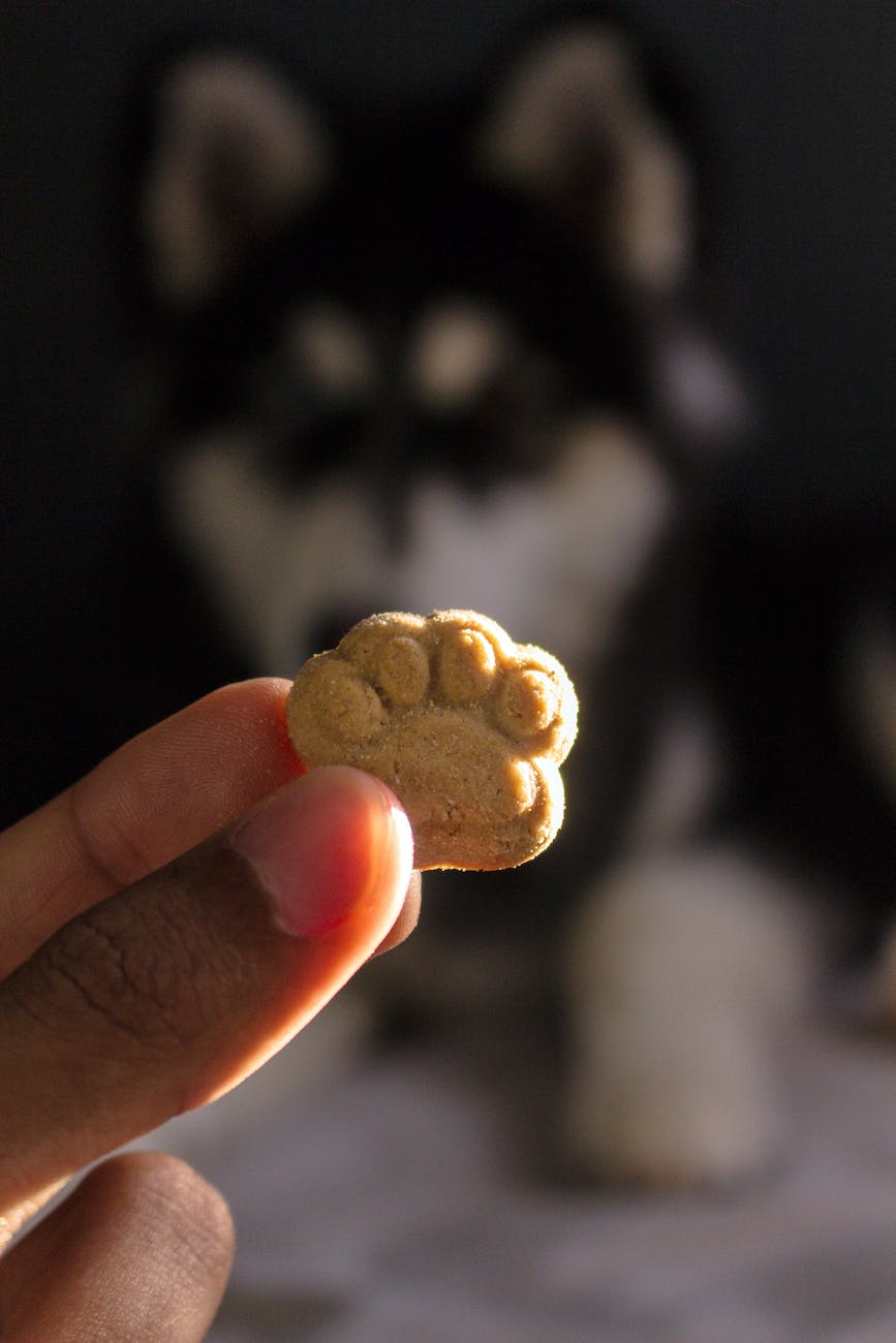 hand holding dog treats