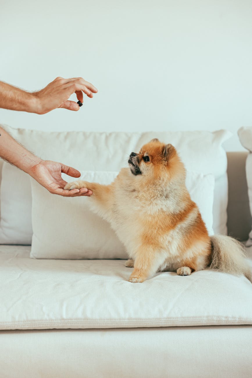 side view of giving treats to a dog